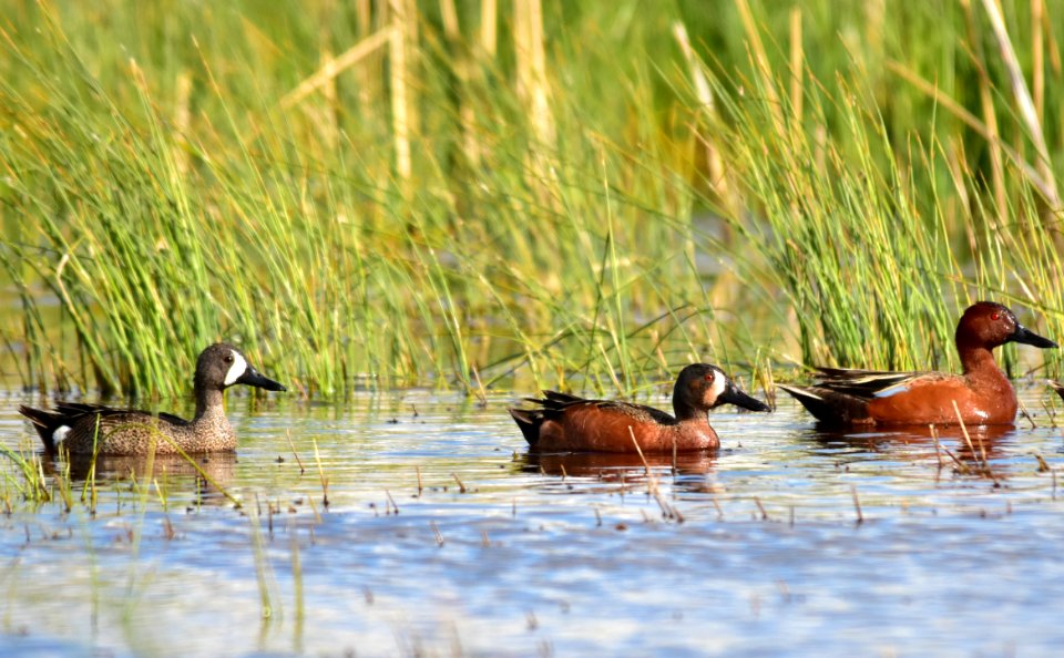 Cinnamon X blue-winged teal cross at Seedskadee National Wildlife Refuge