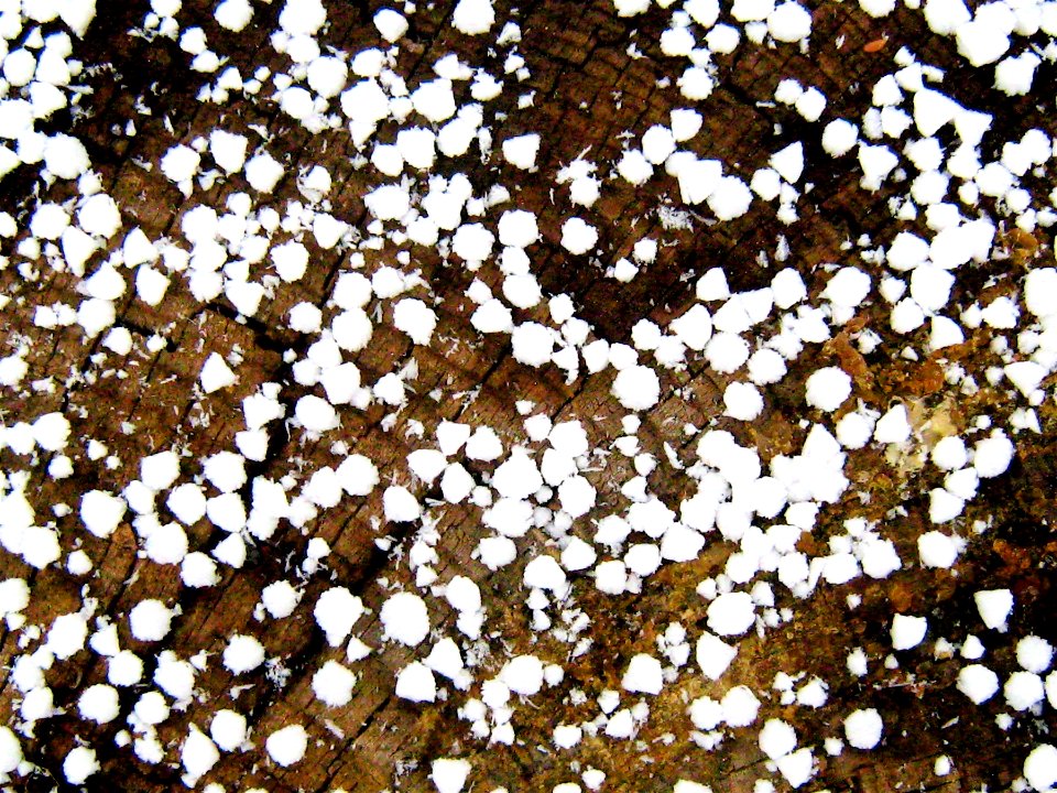 Snow or Hail or ?