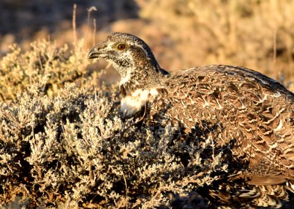 Greater sage-grouse at Seedskadee National Wildlife Refuge