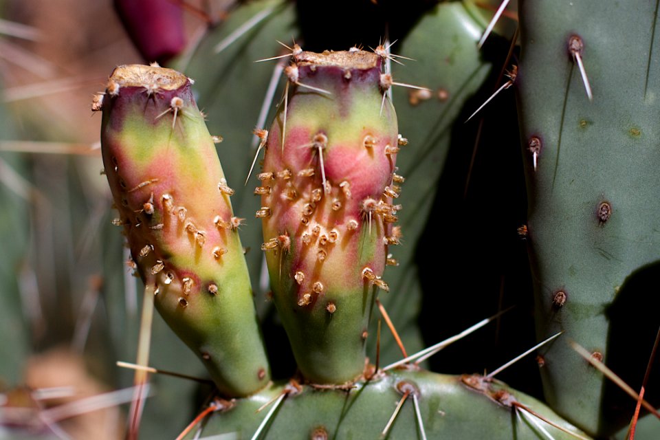 2014/365/141 Hippie Cactus Colors