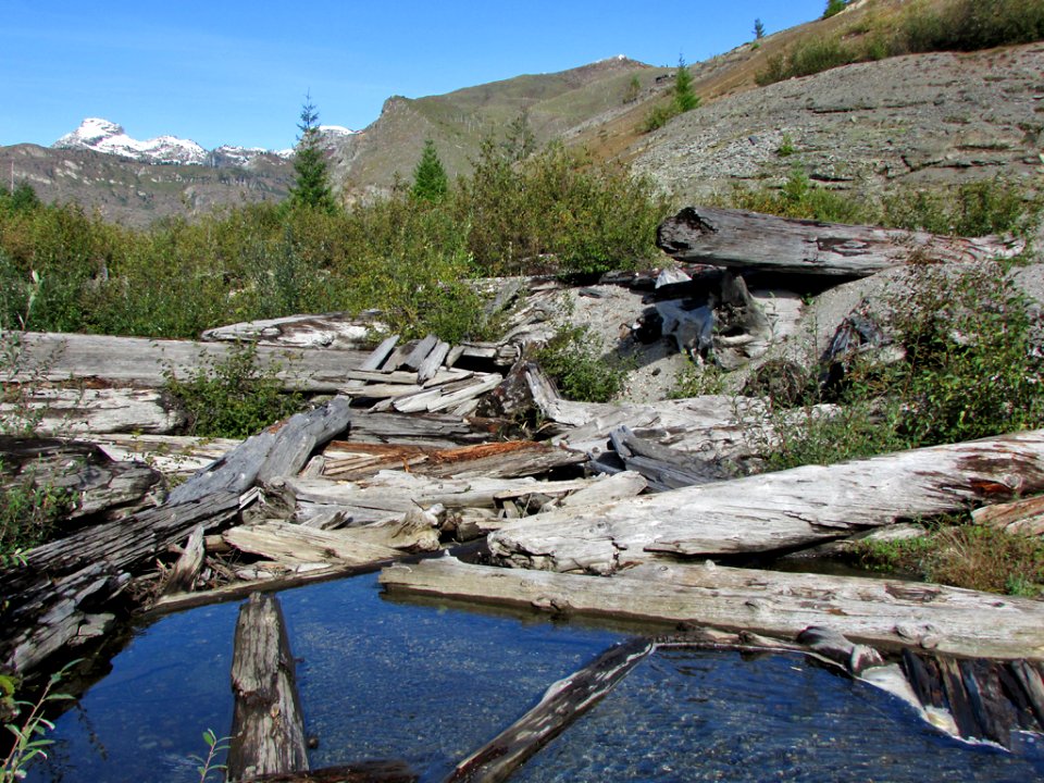 Logjam at Spirit Lake at Mt. St. Helens in Washington