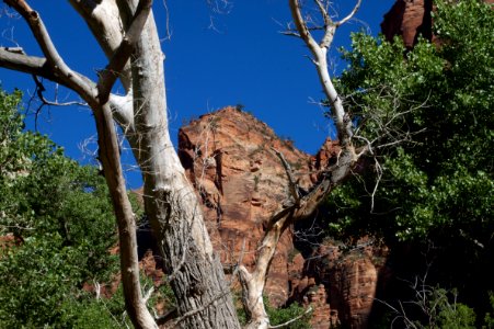 Framed in Cottonwood