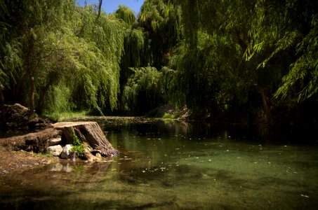 the swimming pond photo