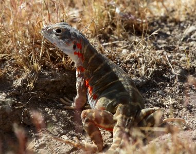 Pregnant female blunt-nosed leopard lizard