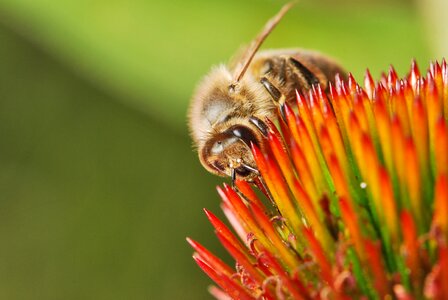 Insect flower macro photo