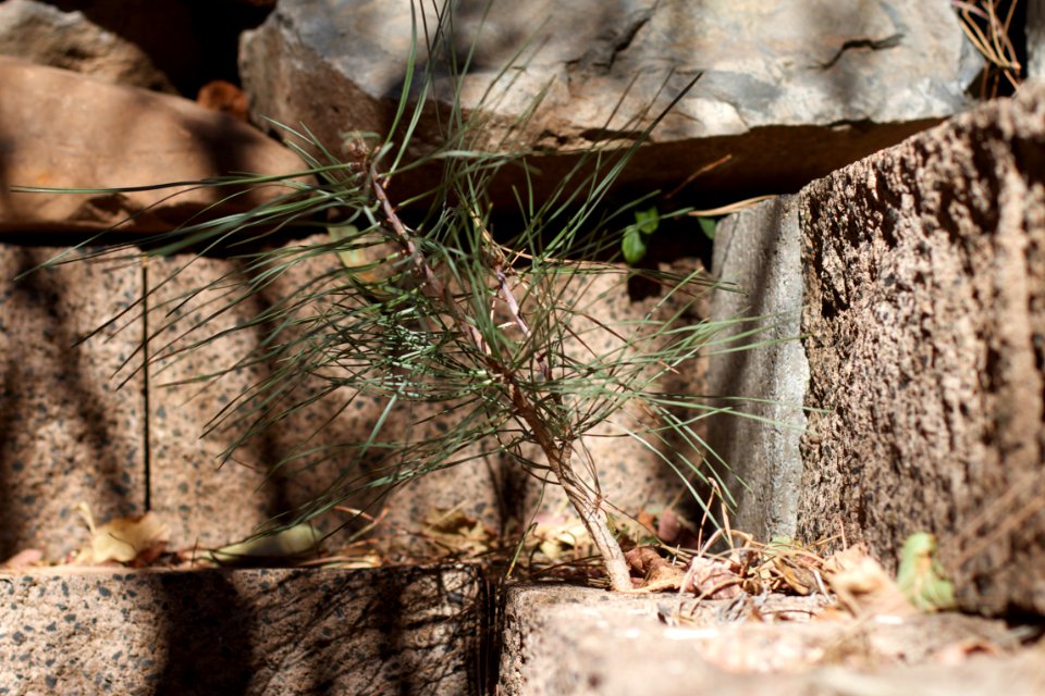 You Chose The Less Optimal Place to Grow, Mr Ponderosa Pine Sapling