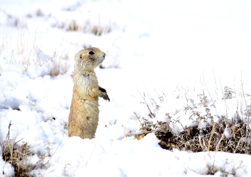 White-tailed prairie dog at Seedskadee National Wildlife Refuge