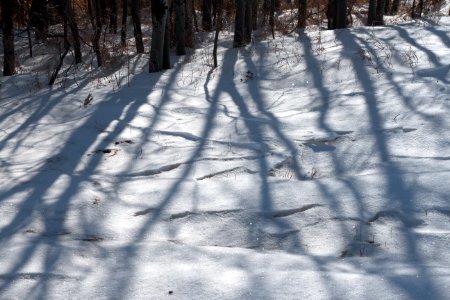 The Shadow Forest photo