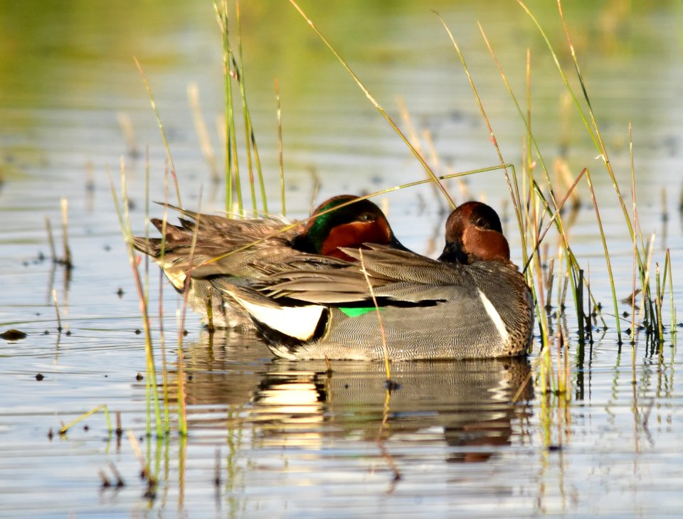 Green-winged teal at Seedskadee National Wildlife Refuge