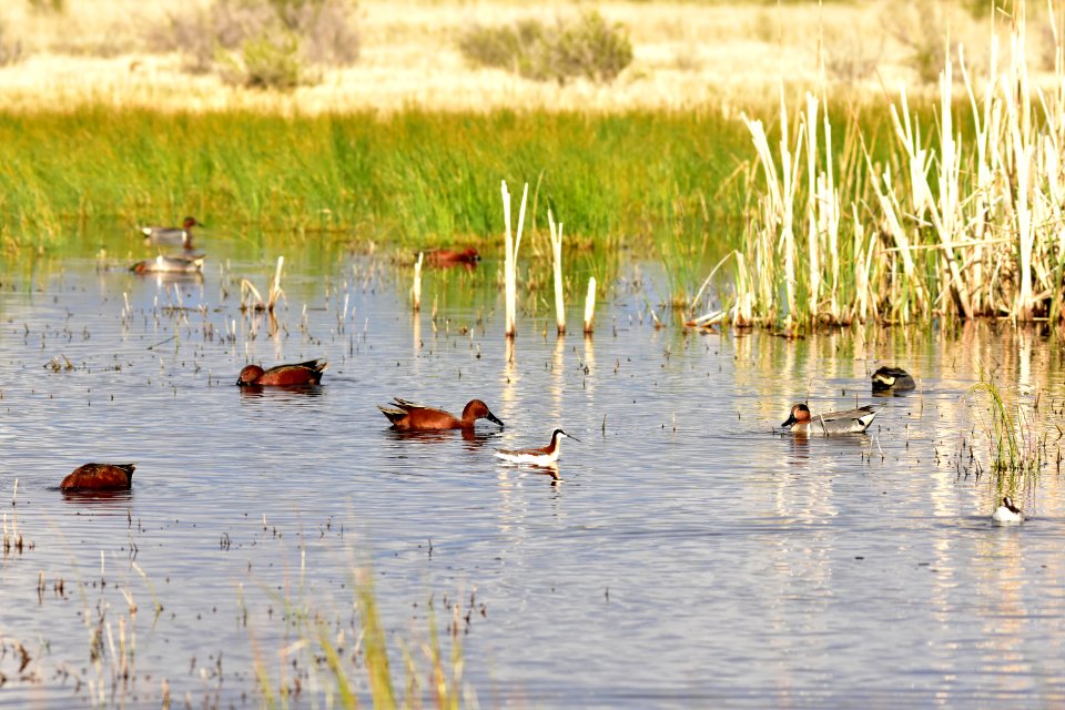 Cinnamon teal, green-winged teal, Wilson's phalarope at Seedskadee National Wildlife Refuge