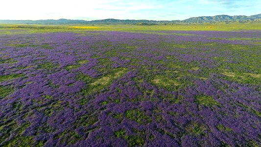 April 2019 Wildflowers at Carrizo Plain National Monument