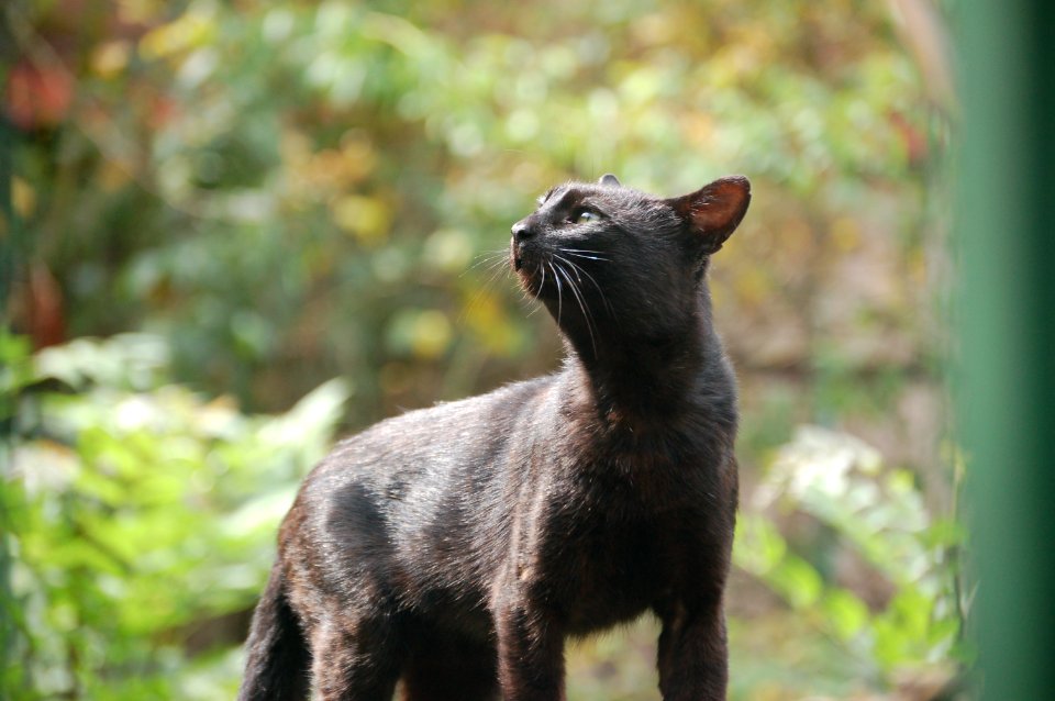 Le chaton - Mačka Alifakovačka