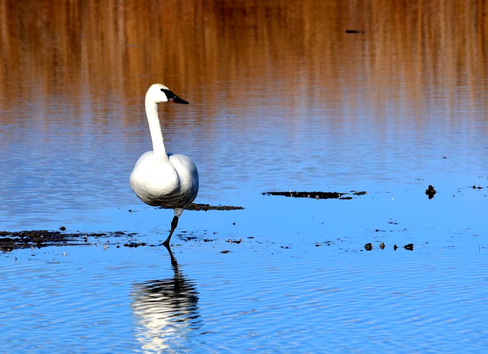 Trumpeter swan at Seedskadee National Wildlife Refuge