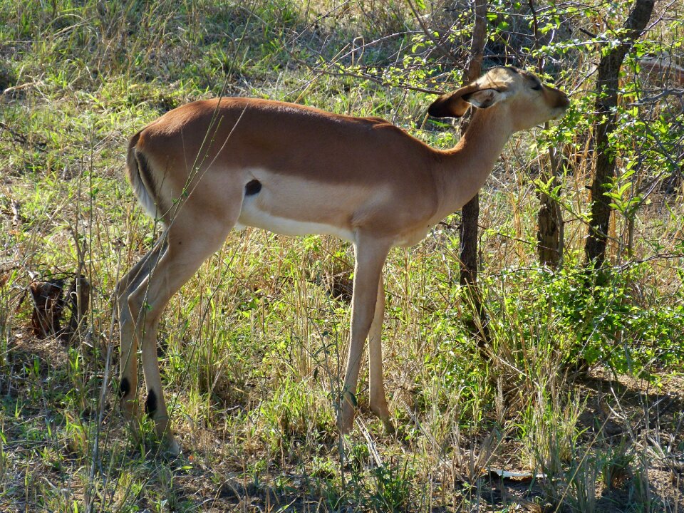 Steppe savannah wilderness photo