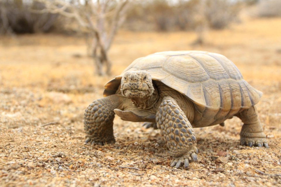 Desert Tortoise