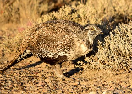 Greater sage-grouse at Seedskadee National Wildlife Refuge