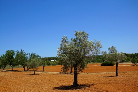 Plant tree garden