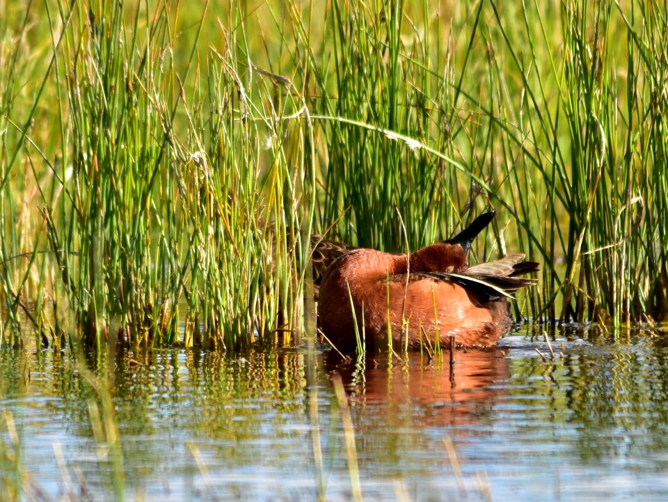 Cinnamon teal at Seedskadee National Wildlife Refuge