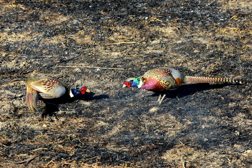 Ring-necked pheasant at LaCreek National Wildlife Refuge