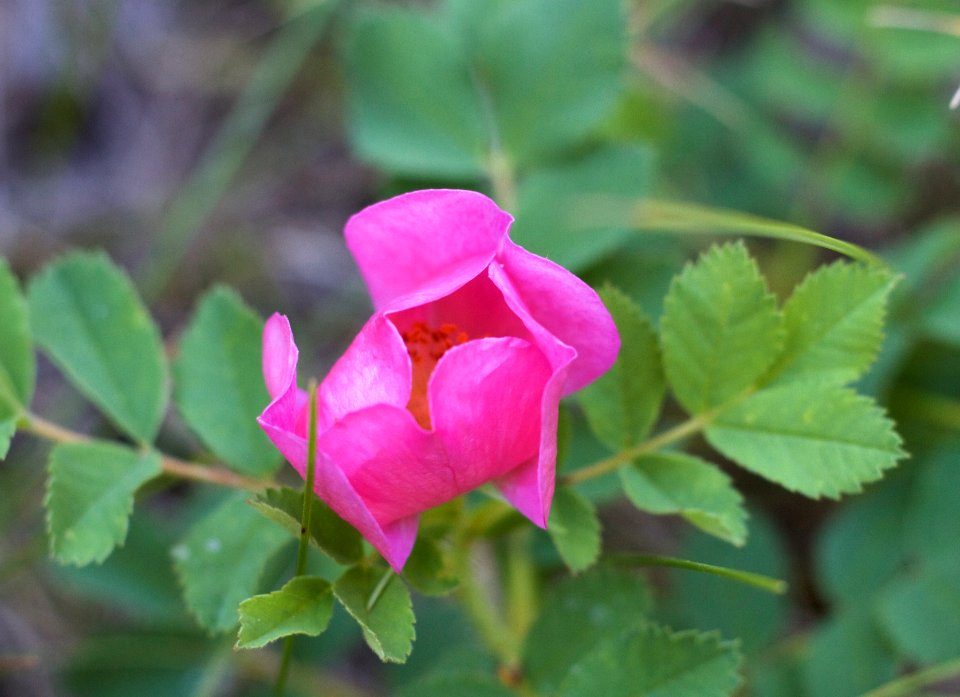 Wild Rose Surprise