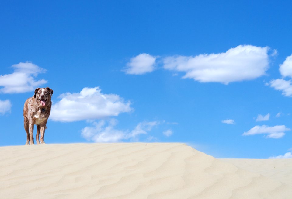 Dog of the Great Sand Hills