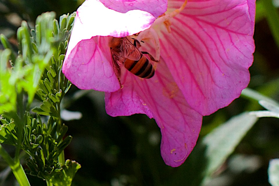 Getting Some Buzz On