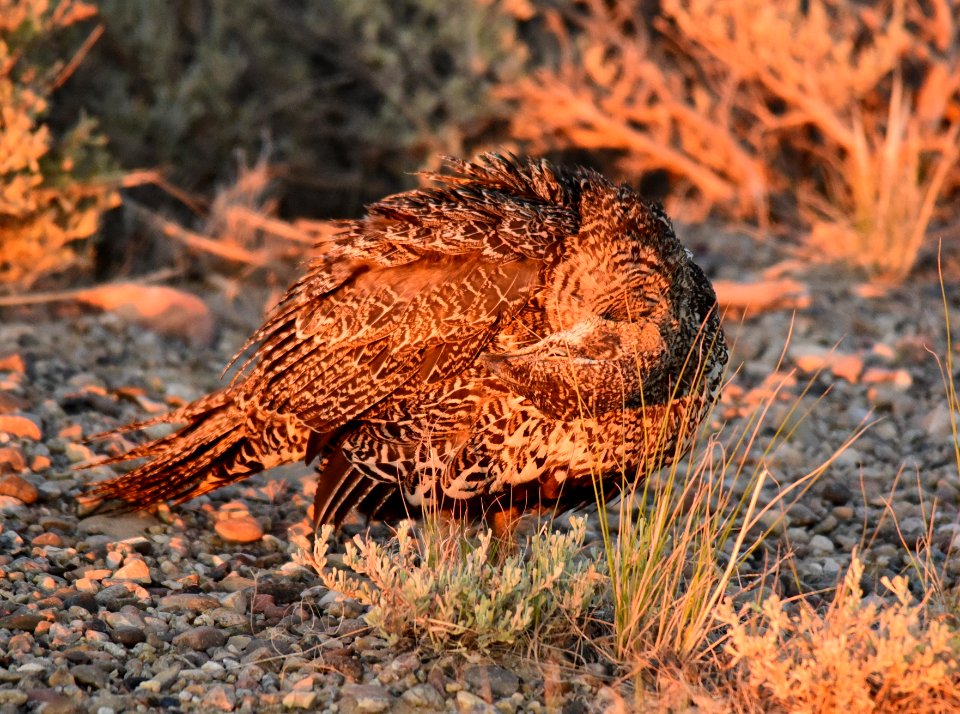 Greater sage-grouse at Seedskadee National Wildlife Refuge