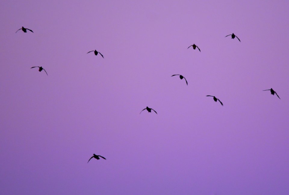 Twilight Mallards