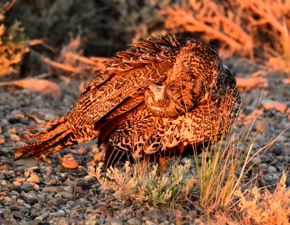 Greater sage-grouse at Seedskadee National Wildlife Refuge