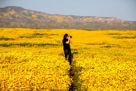 Super Bloom 2017 at Carrizo Plain National Monument
