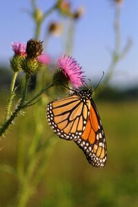 Bloom insect wings photo