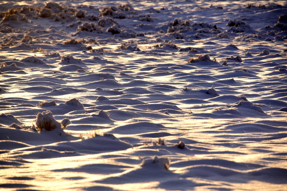Sage steppe in winter at Seedskadee National Wildlife Refuge