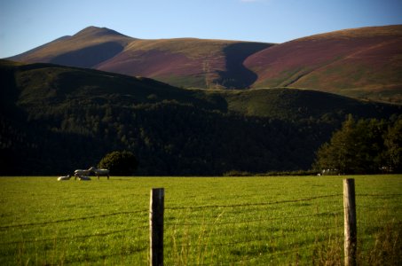 Sheep and Little-Man photo