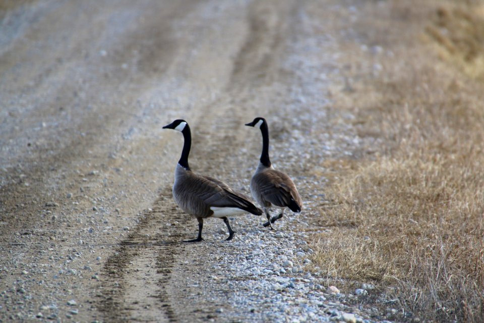 Canada Geese Strut