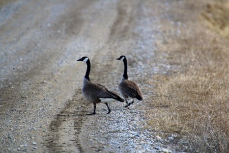 Canada Geese Strut photo
