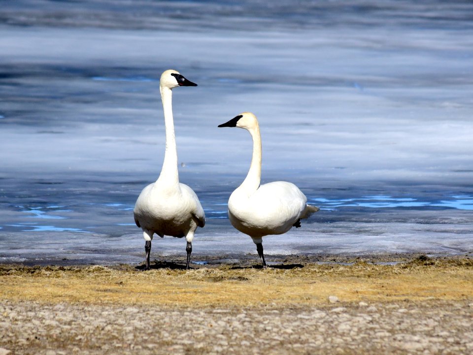 Trumpeter swan at Seedskadee National Wildlife Refuge