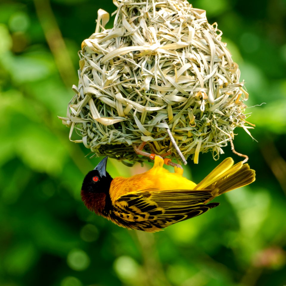 Village Weaver Bird, Marwell Zoo