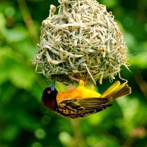 Village Weaver Bird, Marwell Zoo