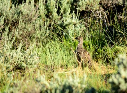 Greater sage-grouse at Arapaho National Wildlife Refuge