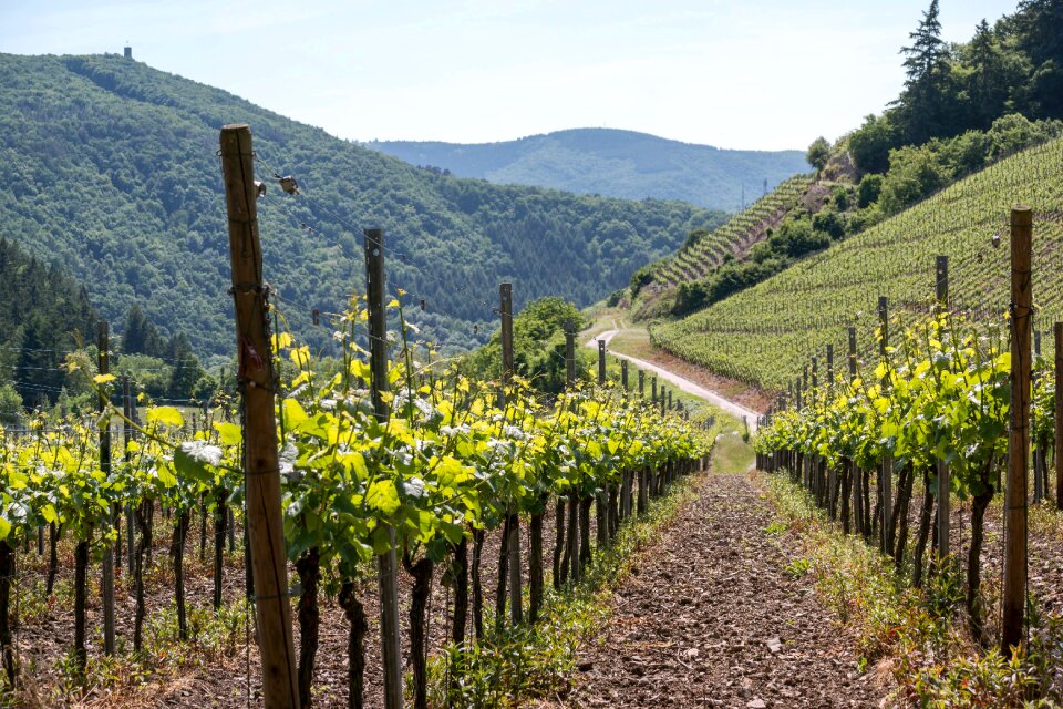 Grapevine vine vineyard