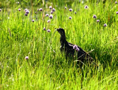 Greater sage-grouse at Arapaho National Wildlife Refuge photo