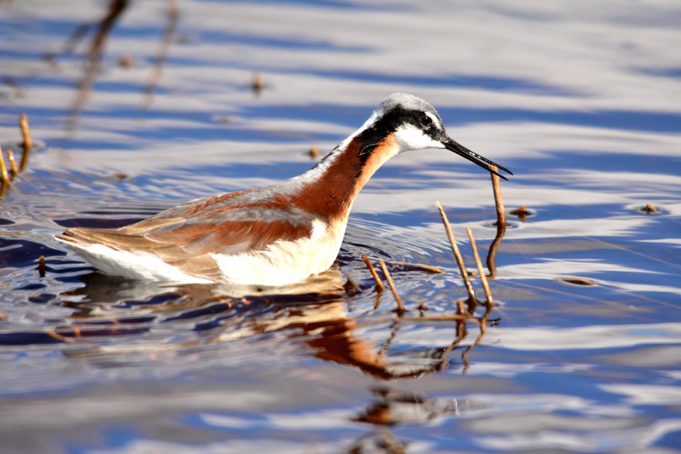 Wilson's phalarope at Seedskadee National Wildlife Refuge