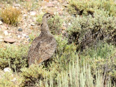 Greater sage-grouse at Seedskadee National Wildlife Refuge