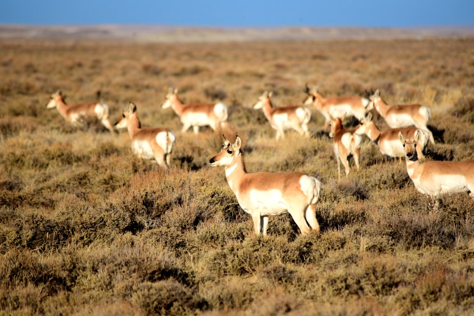 Pronghorn at Seedskadee National Wildlife Refuge