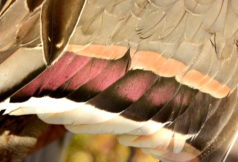 Waterfowl hunting wing speculum of a drake Northern pintail