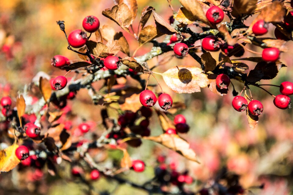 Bush autumn autumn fruits