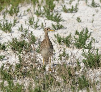 Upland Sandpiper, Scott Somershoe 2 photo