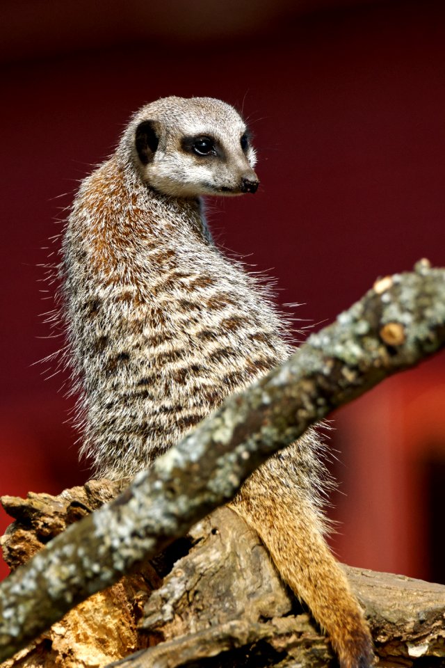 Meerkat, Marwell Zoo