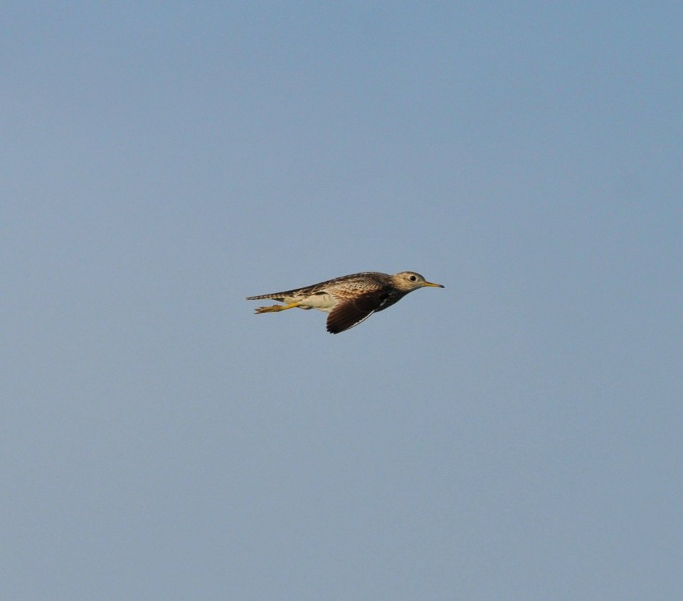 Upland Sandpiper, Scott Somershoe 1