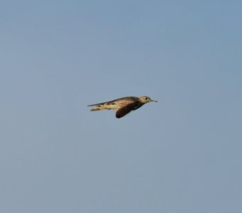 Upland Sandpiper, Scott Somershoe 1